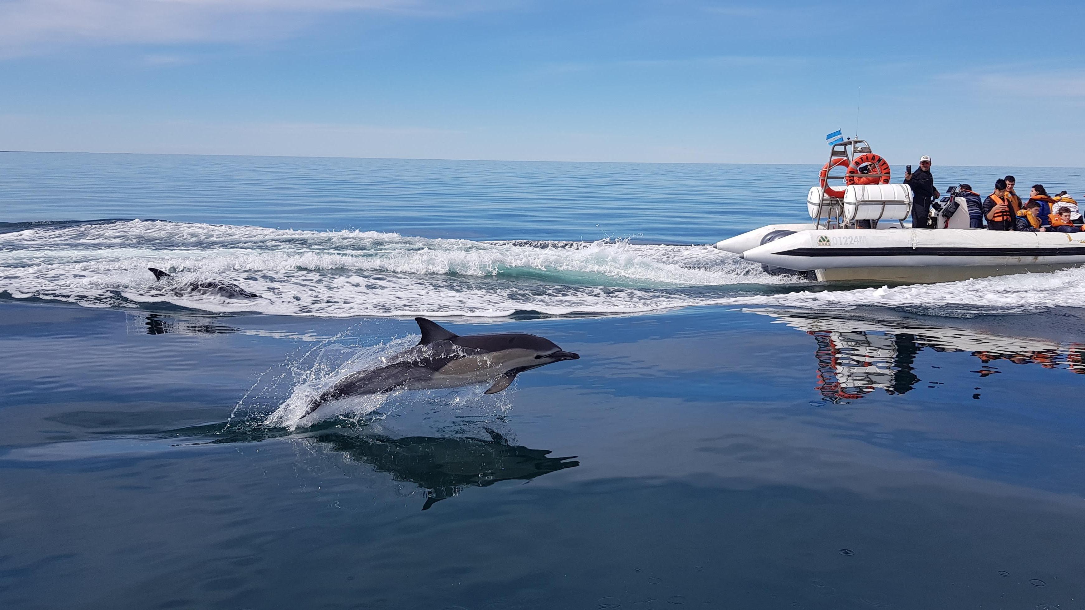 Avistaje De Fauna Marina: Conocé Las Especies Que Habitan El Golfo San 